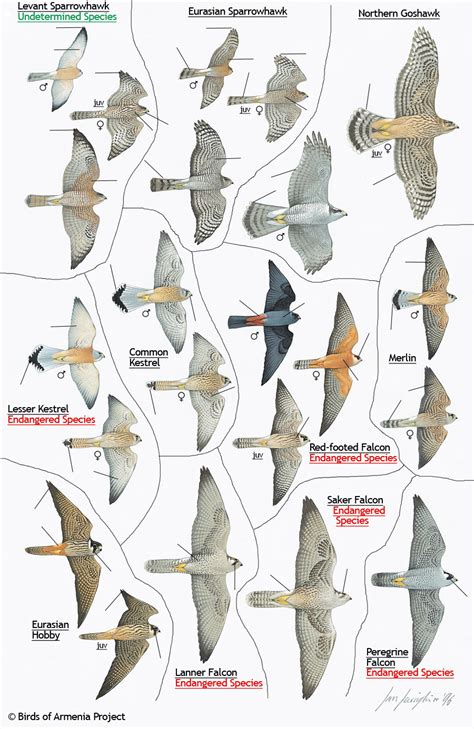 hawk identification guide | Plate 15 - Sparrowhawks, Goshawks, Kestrels, Falcons, Merlins and ...