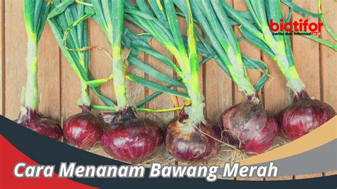 Cara Menanam Bawang Merah: Panduan Dan Perawatan Untuk Hasil Melimpah