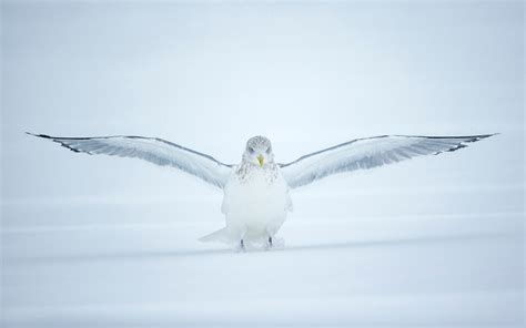 Ring-billed Gull | Audubon Field Guide