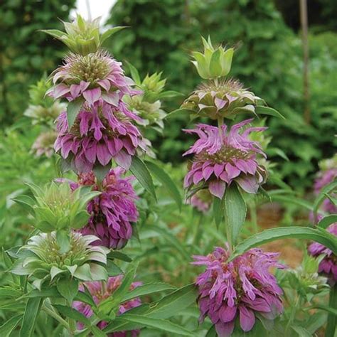 Lemon Mint Seeds (Bee Balm) | Planet Natural