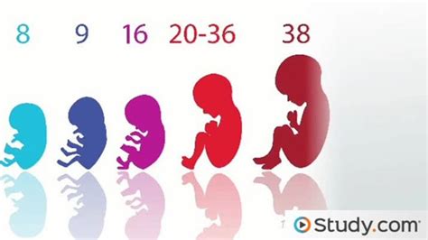 Prenatal Development & Psychology: Stages & Abnormal Development ...