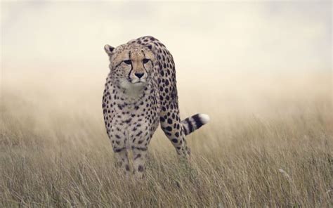 Cheetah: World's fastest cat returns to India after 70 years | RNZ News