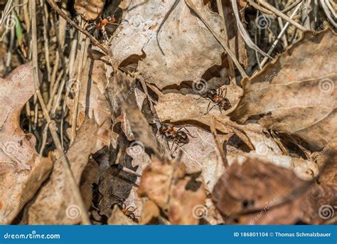 Close-up of a Forest Ant on the Leaves of a Forest Floor, Germany Stock Photo - Image of species ...