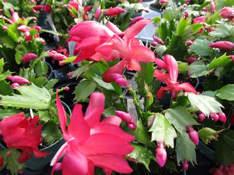 Grow And Re-bloom Christmas Cactus | What Grows There :: Hugh Conlon, Horticulturalist ...