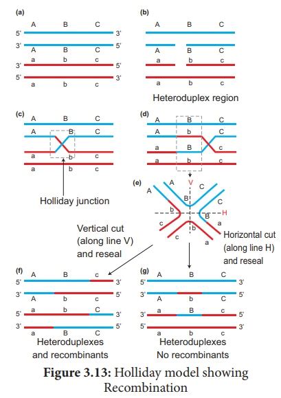 Crossing Over - Mechanism, Types, Importance, Recombination - Botany ...