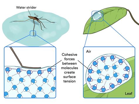 Cohesion Of Water Diagram