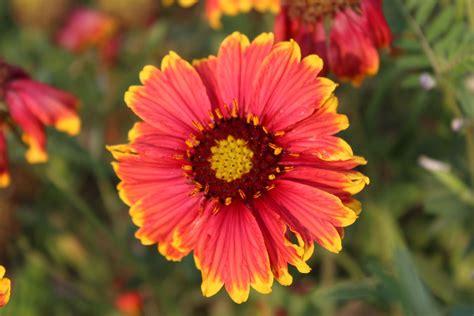 Buy Gaillardia flower Seeds - BloomyBliss