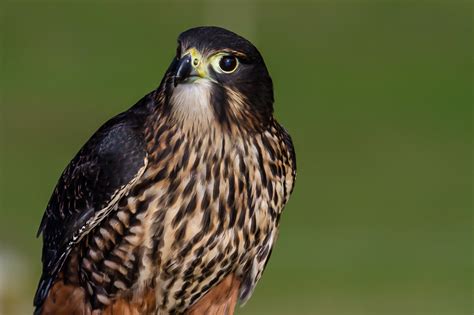 NZ Falcon - Natures Eye