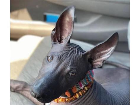 Male Xoloitzcuintli for sale Sacramento - Puppies for Sale Near Me