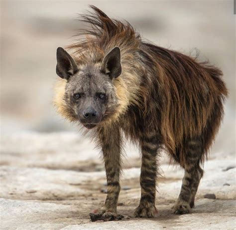 Pin by Felicity Dunkle on Animals | Brown hyena, Hyena, Wild dogs