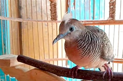 Tiba-Tiba Terdengar Suara Burung Perkutut di Loteng Rumah, Ini Maknanya - Sonora.id