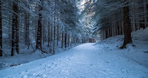 Winter Forest Trail - A trail going through the snowy pine forest outside Bergen, Norway ...