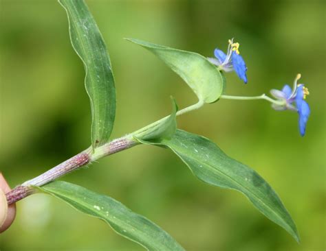 Commelina tricolor – eFlora of India