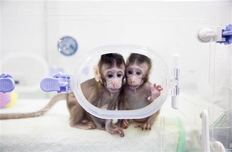 Chinese Scientists Successfully Clone Monkeys in Shanghai – Thatsmags.com