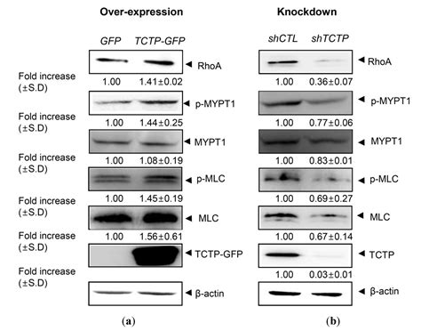 Myosin Light Chain Kinase Antibody Cell Signaling Pathway | Shelly Lighting