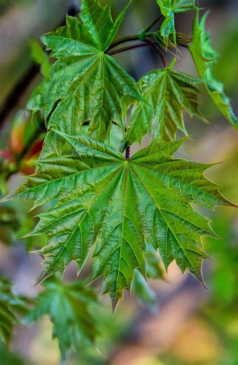 Norway Maple Leaf Photograph by Steve Harrington - Pixels