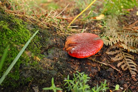 Wallpaper : mushroom, Galicia, seta, fistulina 4148x2765 - - 937913 - HD Wallpapers - WallHere