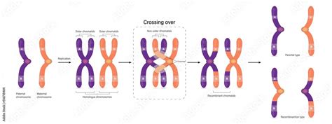 Diagram of Crossing over. Parental type and Recombination type. Genetic ...