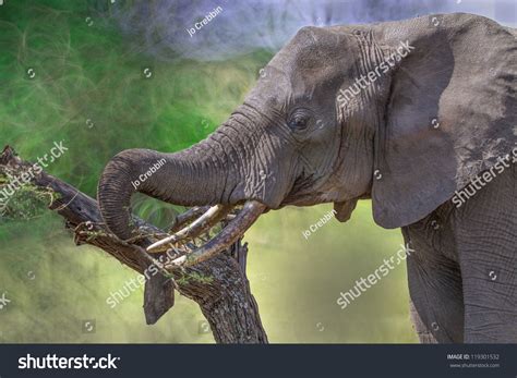 African Elephant Tusks Stock Photo 119301532 | Shutterstock