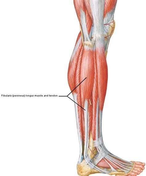 Colum’s Legs and Other Things, Too! – Outlander Anatomy