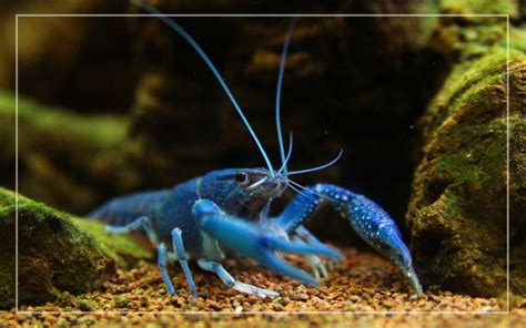 7 Blue Crayfish Tank Mates - List of Compatible Species