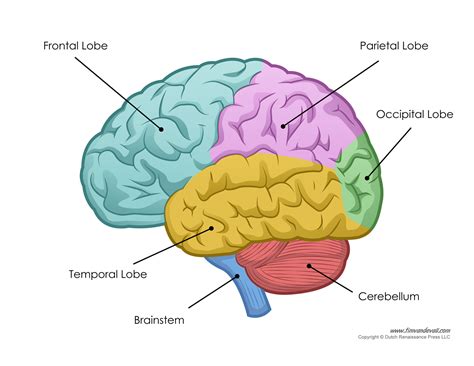 Human Brain Diagram – Labeled, Unlabled, and Blank