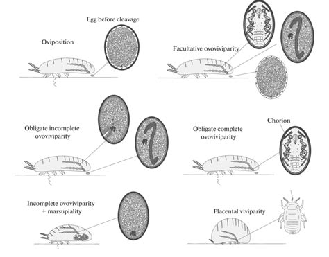 Viviparity, ovoviviparity and oviposition in scale insects (Insecta:... | Download Scientific ...