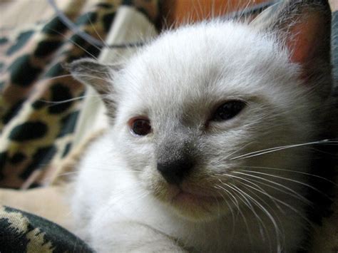 Siamese Cat - Baby Kitten | Siamese Cat - Baby Kitten | Flickr