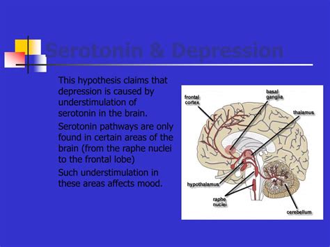 PPT - Serotonin & Depression PowerPoint Presentation, free download - ID:3690217