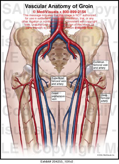 Vascular Anatomy of Groin Medical Illustration Medivisuals