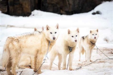 7 key facts about sled dogs in Greenland | Guide to Greenland