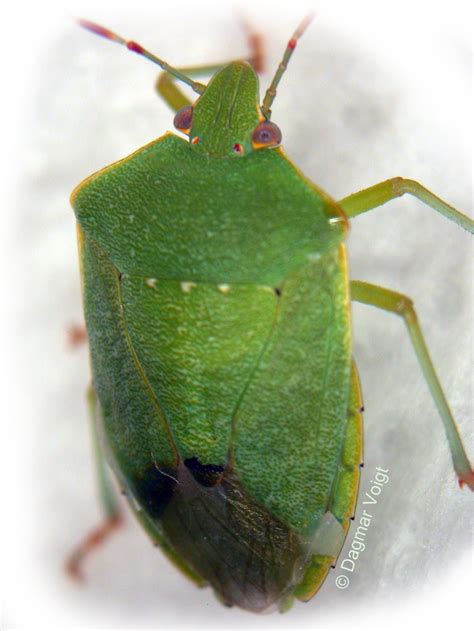 green stink bug life cycle - Ferne Ely