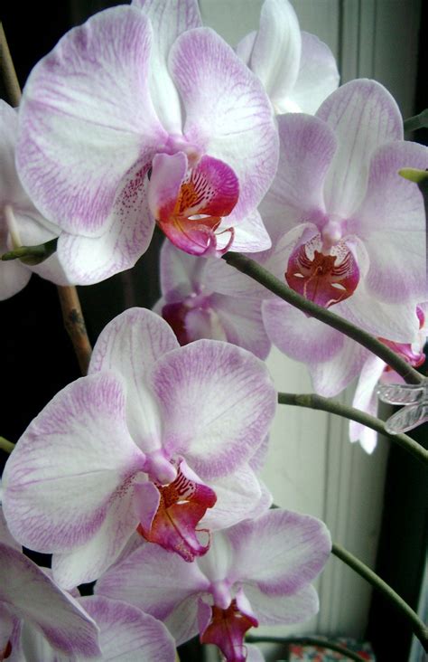 Types Of Orchids Flowers | Orchid Flowers