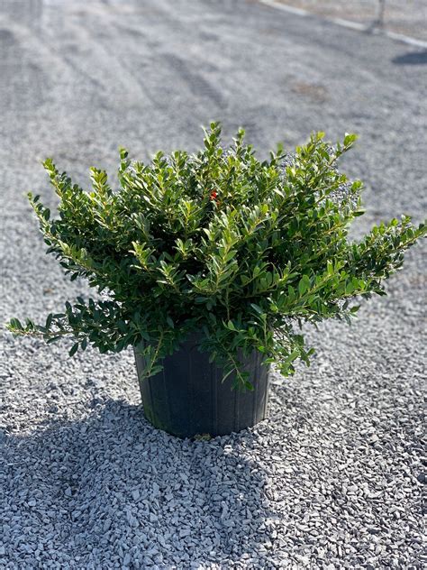 Ilex c. ‘Hoogendorn’; Hoogendorn Holly – Feeney's Wholesale Nursery