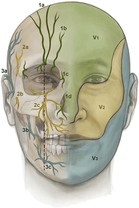 Cutaneous innervation of the face. Ophthalmic nerve (V 1 ), (1a)... | Download Scientific Diagram