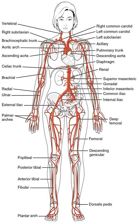 Main arteries of the body. | Body anatomy, Medical anatomy, Human ...