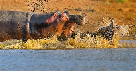 Pictured: Crocodile and hippo fight furious battle over zebra dinner ...