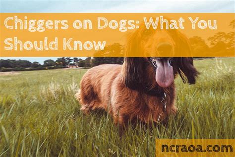 Chiggers On Dogs: What You Should Know | NCRAOA