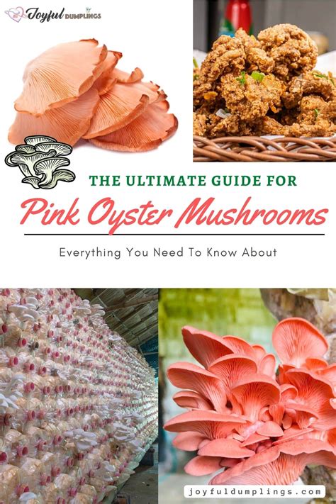 Pink Oyster Mushroom (Flamigo Oyster): The Ultimate Guide For 2023 » Joyful Dumplings