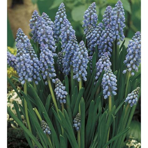 Garden State Bulb 60-Pack Grape hyacinth Bulbs (LW02366) at Lowes.com