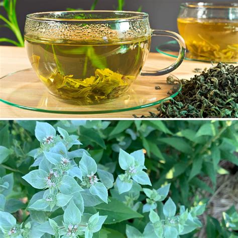 Mountain Mint Tea Recipes and Benefits - GardensAll