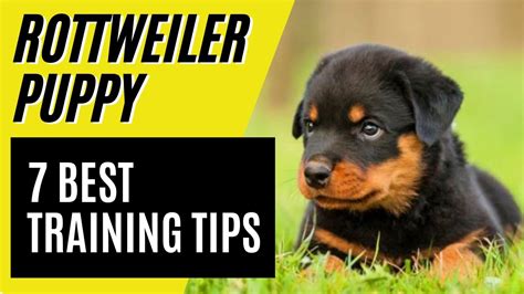 7 BEST Rottweiler Puppy Training Tips – How to train a Rottweiler – HousePetsCare.com