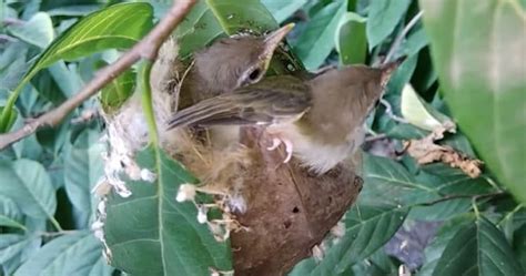 How does a tailorbird sew its nest? | The Kid Should See This