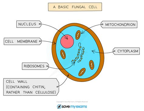 Yeast Cell Structure Gcse