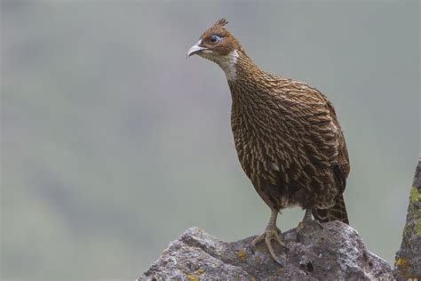 Himalayan Monal, female taken by Dibyendu Ash at Rudraprayag, Uttarakhand India. While more drab ...