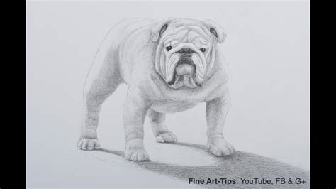 How To Draw A Bulldog Puppy