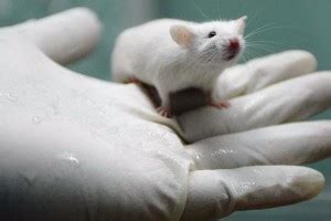 Logran detener envejecimiento en ratas | Rubén Luengas - Entre noticias