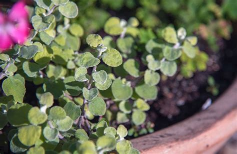 How to Grow Licorice Plants in Gardens or Containers