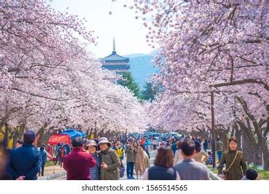 25 Gyeongju cherry blossom festival 2019 Images, Stock Photos & Vectors | Shutterstock