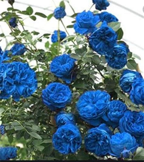 RARE-CLIMBING ROSE Blue Bush Scented 3, 10. 20 or 30 Seeds combined ...